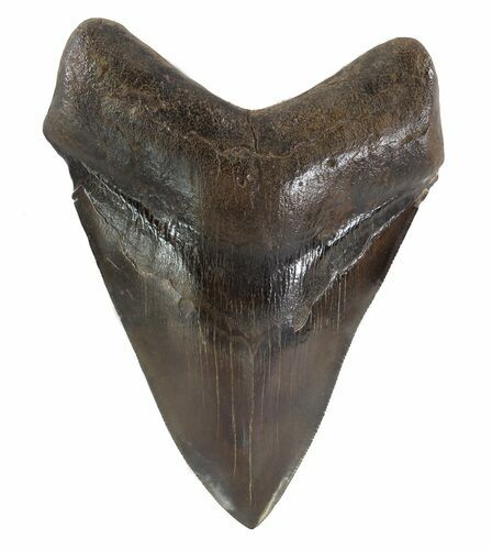 Brown, Fossil Megalodon Tooth - Georgia #89003